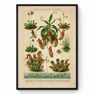 Könnte beinhalten: Vintage botanische Illustration von fleischfressenden Pflanzen. Der Druck zeigt eine Vielzahl von fleischfressenden Pflanzen, darunter Kannenpflanzen, Sonnentau und Venusfliegenfallen. Die Illustration ist im traditionellen Stil mit detaillierten Zeichnungen und Beschriftungen gehalten.