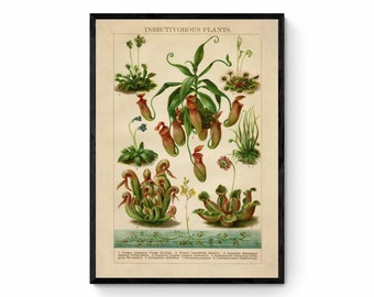 Insectivorous Plants Antique Reproduction - Botanical Art - Botany - Carnivorous Plants - Pitcher Plant, Venus Fly Trap - Available Framed