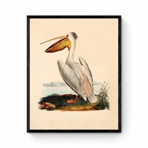 Pelikan Druck von 1826 - Antike Reproduktion - Vogel Kunst - Ornithologie - Mit Rahmen erhältlich