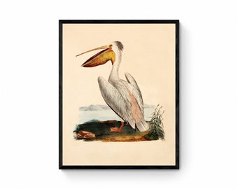 ペリカンのプリント 1826 年 - アンティーク複製 - 鳥類アート - 鳥類学 - 額入りあり