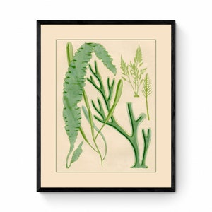 Seaweed Print - Antique Reproduction - dated 1857 - Botanical Art - Ocean Decor - Marine Algae - Available Framed