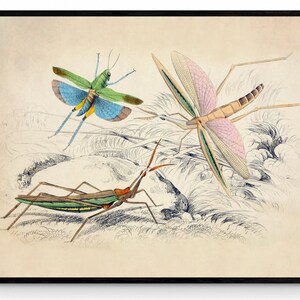 Könnte beinhalten: Vintage-Illustration von drei Insekten, einer grünen Heuschrecke mit blauen Flügeln, einem rosa-grünen Stabheuschrecke und einer grün-braunen Heuschrecke. Die Insekten sind auf einem cremefarbenen Hintergrund mit schwarzer Tinte gezeichnet.