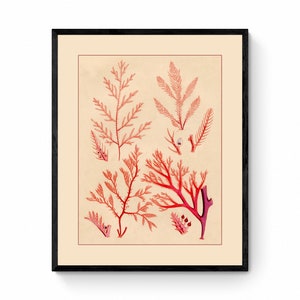 Seaweed Print - Antique Reproduction - dated 1857 - Botanical Art - Ocean Decor - Marine Algae - Available Framed
