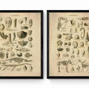Palaentology Set of 2 Prints - Antique Reproduction - Fossil - Dinosaur - Encyclopaedia Illustration - Vintage Wall Art - Available Framed
