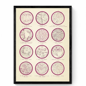 May include: A vintage scientific illustration of 12 different types of wood, each shown in a circle with a pink border. The wood types are labelled with numbers and names, such as "Bleeding Heart" and "Black Walnut".