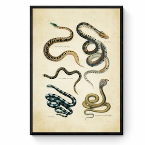 May include: A framed vintage print showcasing detailed illustrations of various snake species. The snakes are depicted in a classic botanical style, with a neutral background and a black frame. The print includes scientific names.