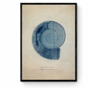 Ammonites Obtusus Print - Antique Reproduction - Fossil - Palaentology - Geology - Available Framed