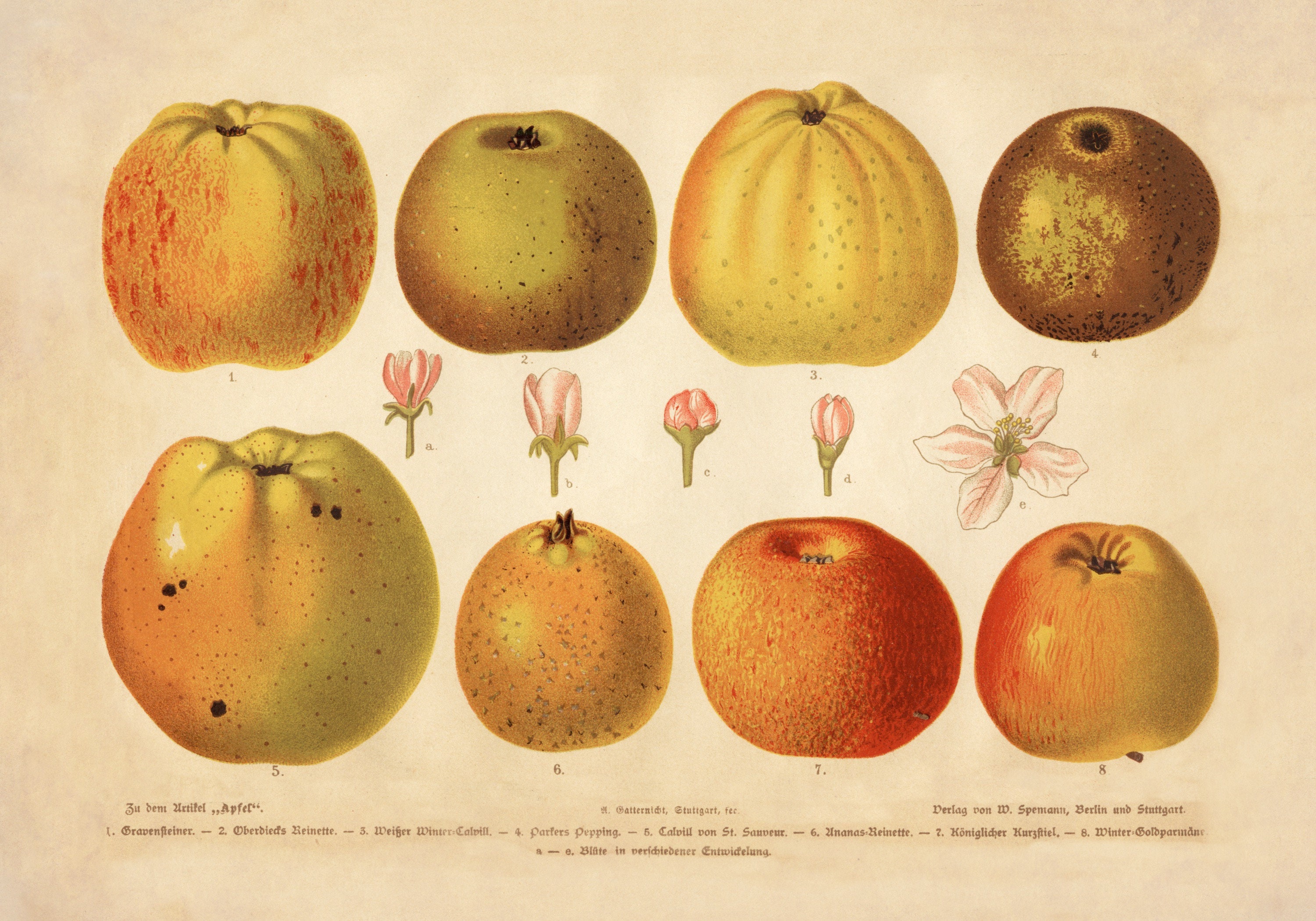 Apple Varieties Print - Antique Art Reproduction - Wall Decor - Fruit ...