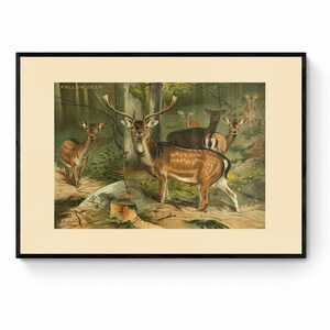 May include: A vintage illustration depicting a group of fallow deer in a woodland setting. The deer are brown with white spots and have large antlers. The illustration is in a rustic style and features a warm colour palette.