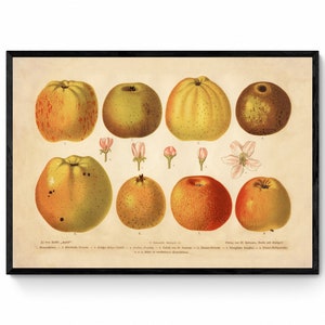 May include: Vintage botanical illustration of nine different types of apples. The apples are depicted in various shades of yellow, red, and green, with some having brown spots. The illustration is set against a cream-colored background.