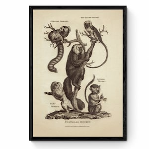 May include: A vintage illustration of four different types of monkeys. The monkeys are depicted in a black and white drawing style. The illustration is titled "Four-Tailed Monkey."