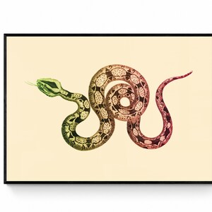 May include: A vintage illustration of a snake with a green and red gradient colour scheme. The snake is coiled in a circular shape with its head facing to the left. The background is a light yellow colour.