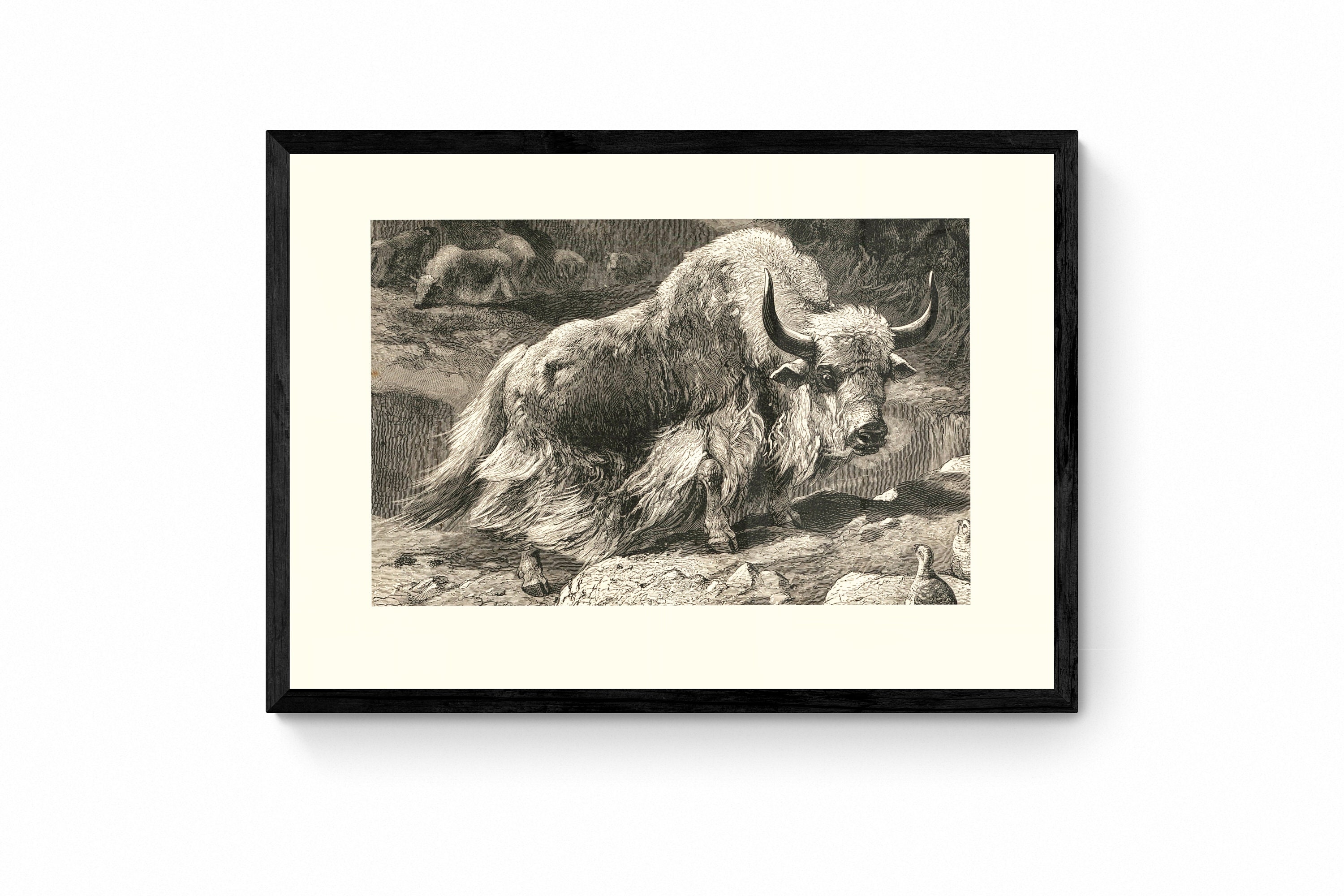 Domestic Yak Print Antique Reproduction Wall Art Wildlife Wall