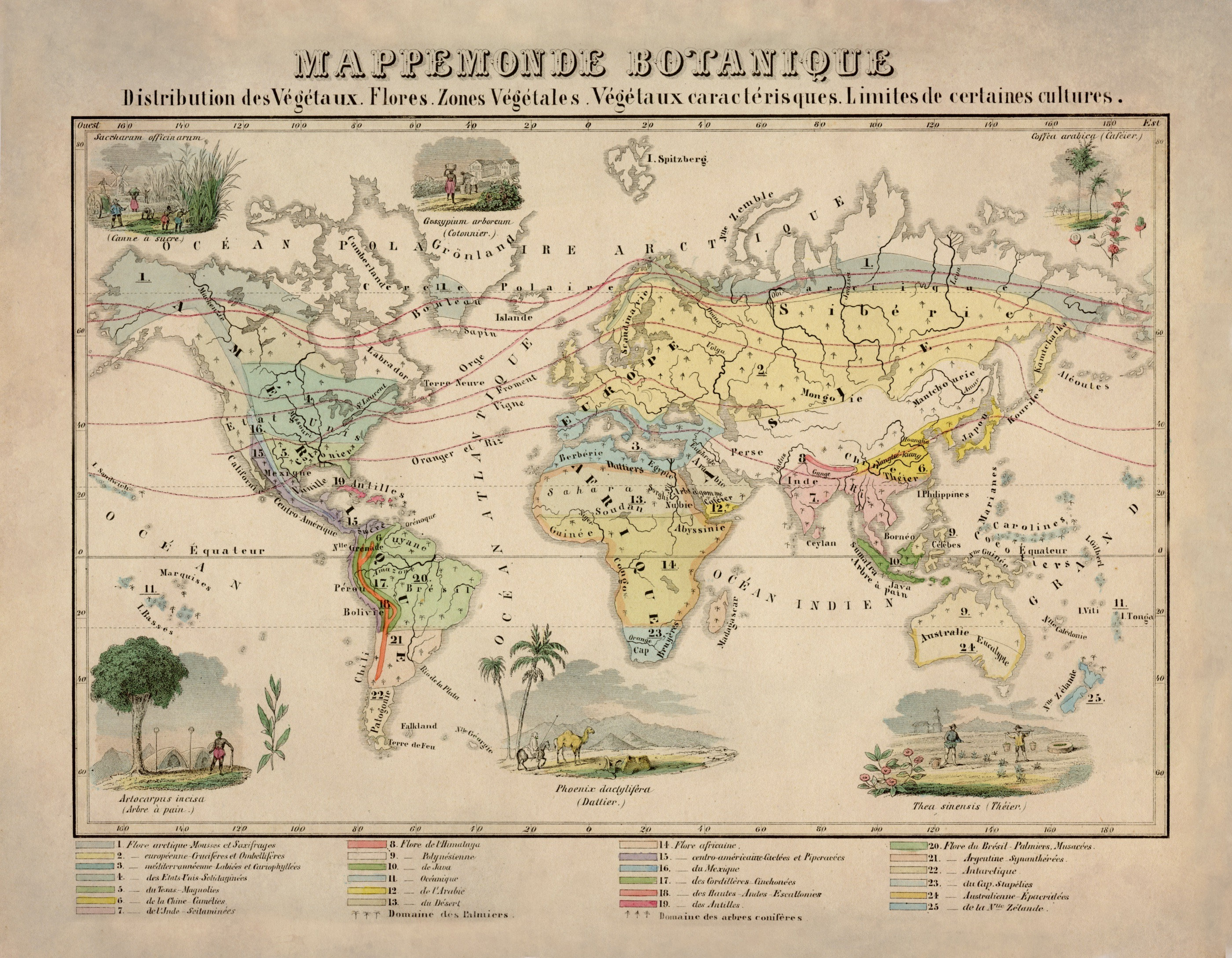 Botanical World Map - Antique Reproduction - Dated 1858 - Botany ...