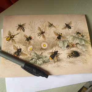 Bee Antique 5x7 pouces Carte de vœux - Reproduction antique - LIVRAISON GRATUITE