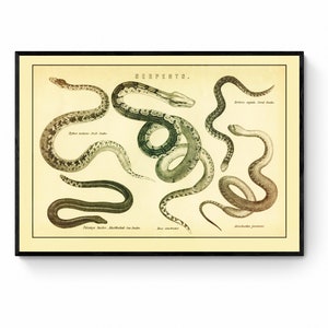 May include: Vintage illustration of different types of snakes, labelled with their scientific names in German. The snakes are depicted in various poses on a cream-coloured background.