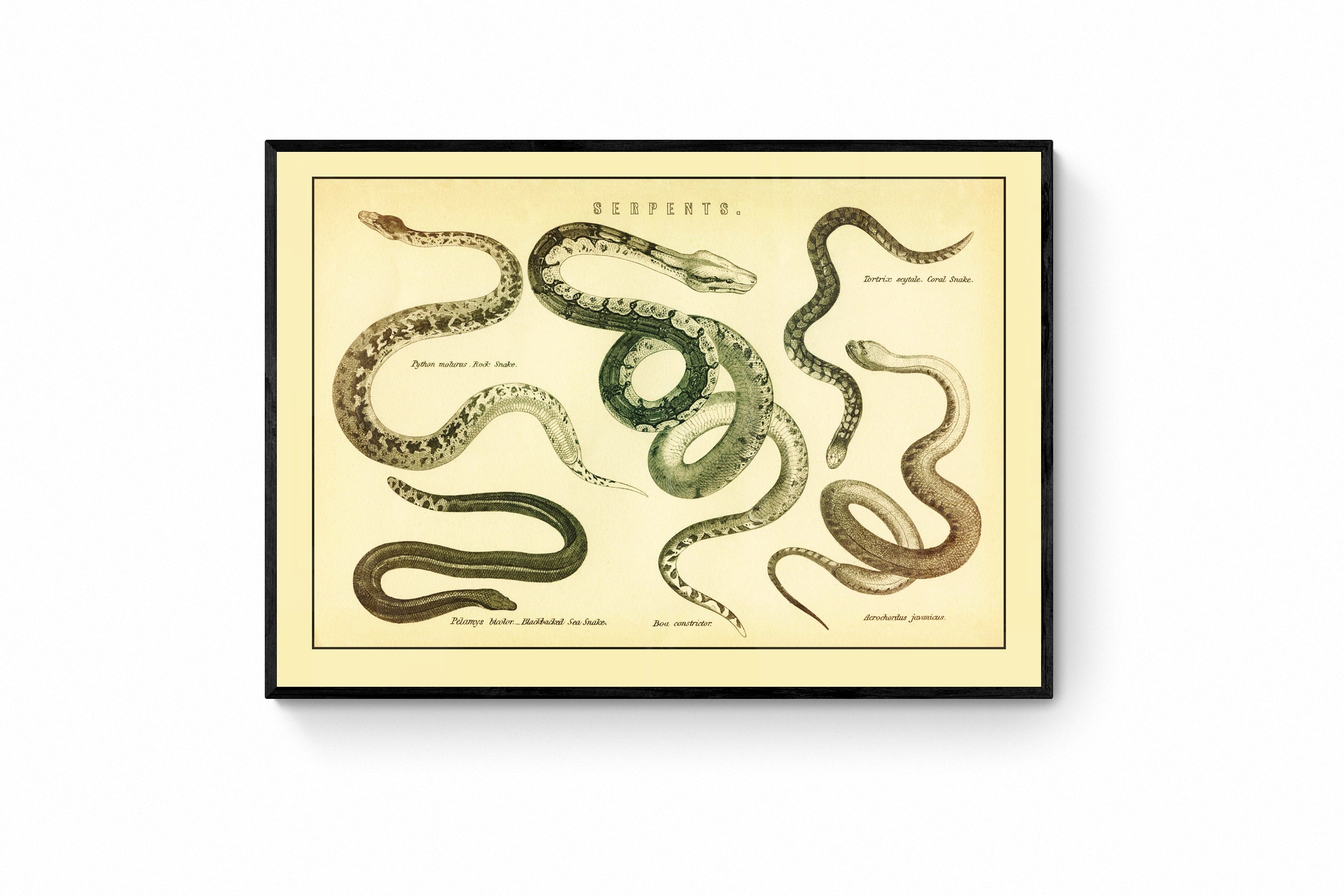 bewaker Zelden Onrecht Serpents Antique Art Reproduction Fine Art Print Snakes - Etsy