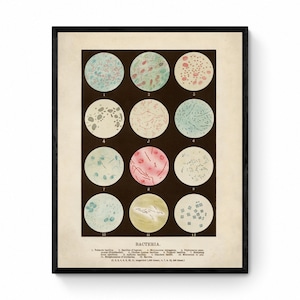 Bacteria - Antique Reproduction - Scientist Gift - Microbiology - Microscope - Science Decor - Biology Poster - Available Framed