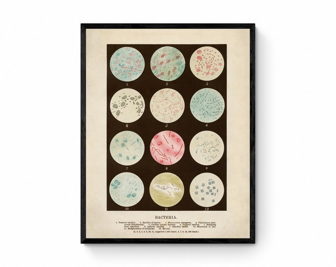 Bacteria - Antique Reproduction - Scientist Gift - Microbiology - Microscope - Science Decor - Biology Poster - Available Framed