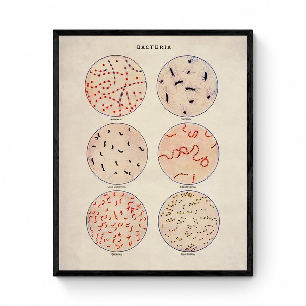 Bakteria - Antike Reproduktion - Wissenschaftler Geschenk - Mikrobiologie - Mikroskop - Wissenschafts Dekor - Biologie Poster - gerahmt erhältlich