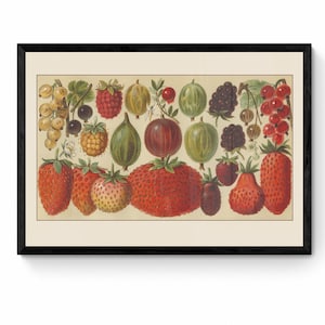 Berries Print - Antique Reproduction - Fruit - Kitchen Decor - Strawberry, Raspberry, Redcurrant - Retro Decor - Available Framed