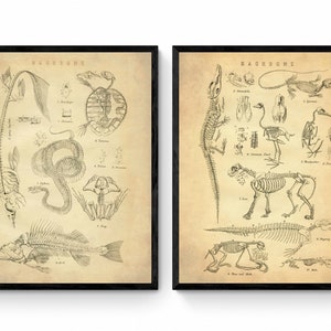 Conjunto de esqueletos de animales de 2 grabados - Reproducción antigua - Osteología - Vida silvestre - Historia natural - Arte de pared vintage - Disponible enmarcado