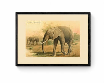 African Elephant Print - Antique Reproduction - Wall Art - Wildlife Wall Decor - Natural History - Available Framed