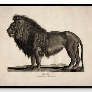 Lion - Antique Reproduction - dated 1805 - Wildlife - Natural History - Available Framed