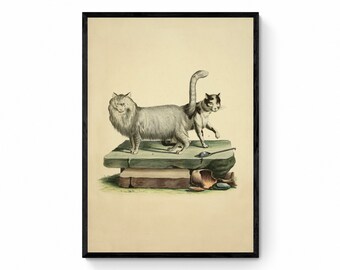May include: A vintage illustration of two cats on a stone platform. The cat on the left is white with gray markings and has long fur. The cat on the right is white with black and gray markings. The cats are looking in different directions.