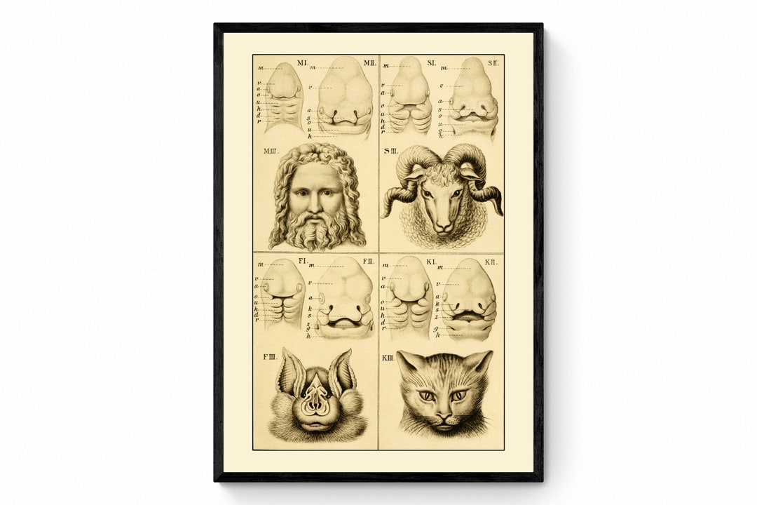 Embryonic Development of the Face (man Bat Cat Sheep) Print - Antique ...