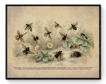 Bees Print - Antique Reproduction - Bumblebee - Honeybee - Insect Art - Carpenter Bee - Entomology - Available Framed