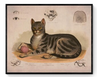 May include: Vintage illustration of a tabby cat playing with a pink ball. The image includes anatomical details of the cat, such as the eye in daylight and at night, the skull of the cat family, and the paw of the cat family. The text reads "The Cat, Felis Domesticus, Family Felidae of Cats".