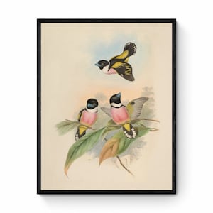 Hooded Eurylaime Print - Antique Reproduction - Black and Yellow Broadbill - John Gould - Bird Art - Ornithology - Available Framed
