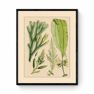 Seaweed Print - Antique Reproduction - dated 1857 - Botanical Art - Ocean Decor - Marine Algae - Available Framed