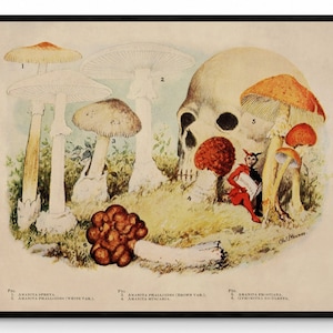 Poisonous Mushrooms Print - Antique Reproduction - Fungi - Toadstool - Available Framed