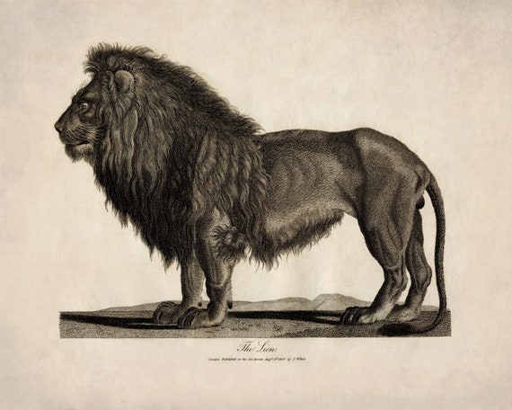 Lion - Antique Reproduction - Dated 1805 - Wildlife - Natural
