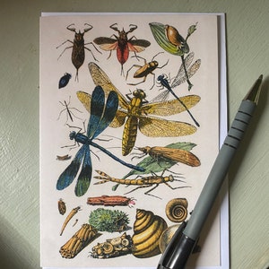 Antieke A6-wenskaart insecten - Libelle - antieke reproductie - GRATIS VERZENDING