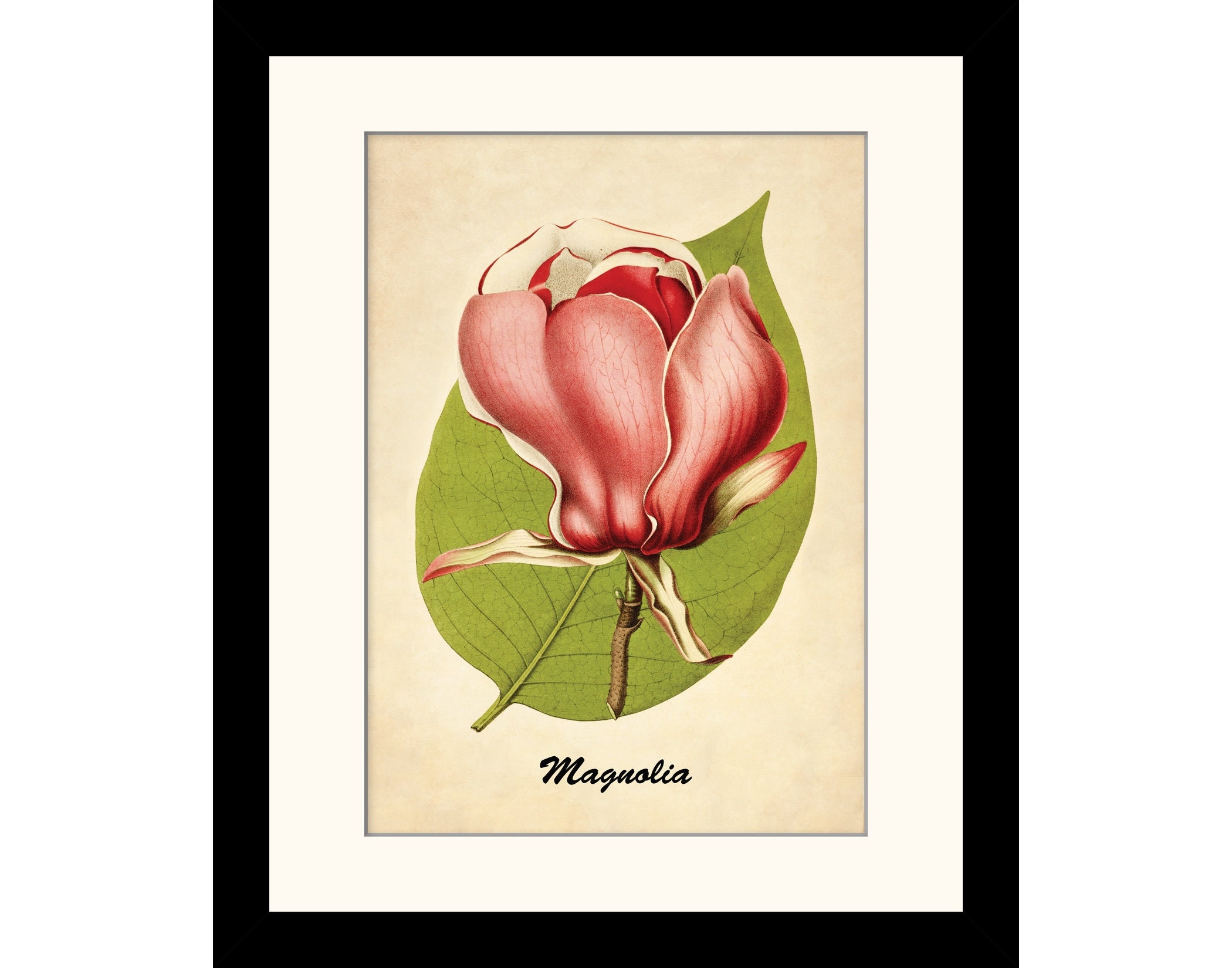 Magnolia Print - Antique Reproduction - Wall Art - Botanical Decor ...