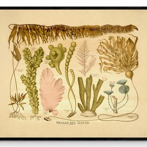 Algae Thalli - Seaweed Print - Antique Reproduction - Botanical Art - Ocean Decor - Marine Algae - Available Framed