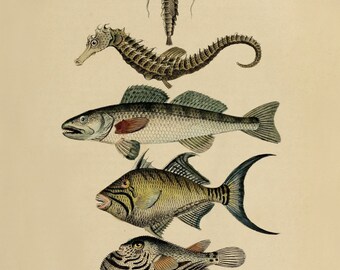 1850 年制作の魚の版画 - アンティーク複製品 - 額入りあり - Etsy 日本