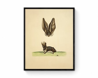コウモリ プリント - ナガコウモリ (Vespertilio Auritus Linnaeus) - アンティーク複製 - 額装可能