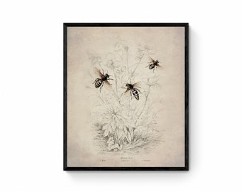 Honeybee (Male, Queen and Worker) Print - Antique Reproduction - Insect Art - Entomology - Jardine - Vintage Wall Art - Available Framed