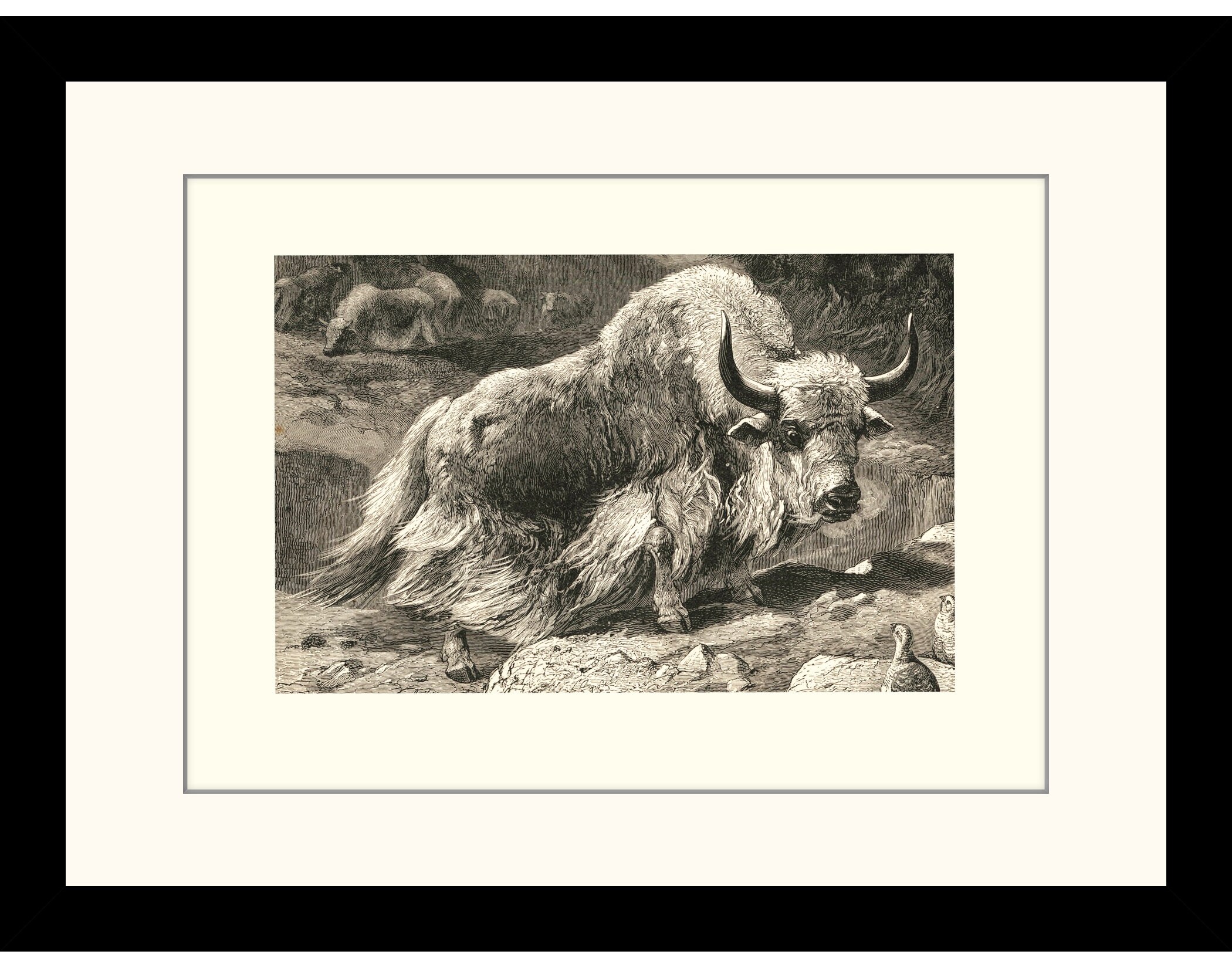 Domestic Yak Print Antique Reproduction Wall Art Wildlife Wall