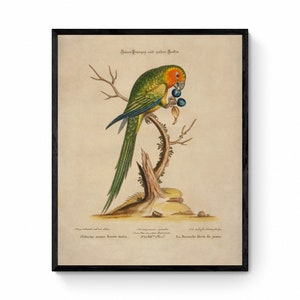 Green Parrot Print - Antique Reproduction - Ornithology - Bird Art - Available Framed