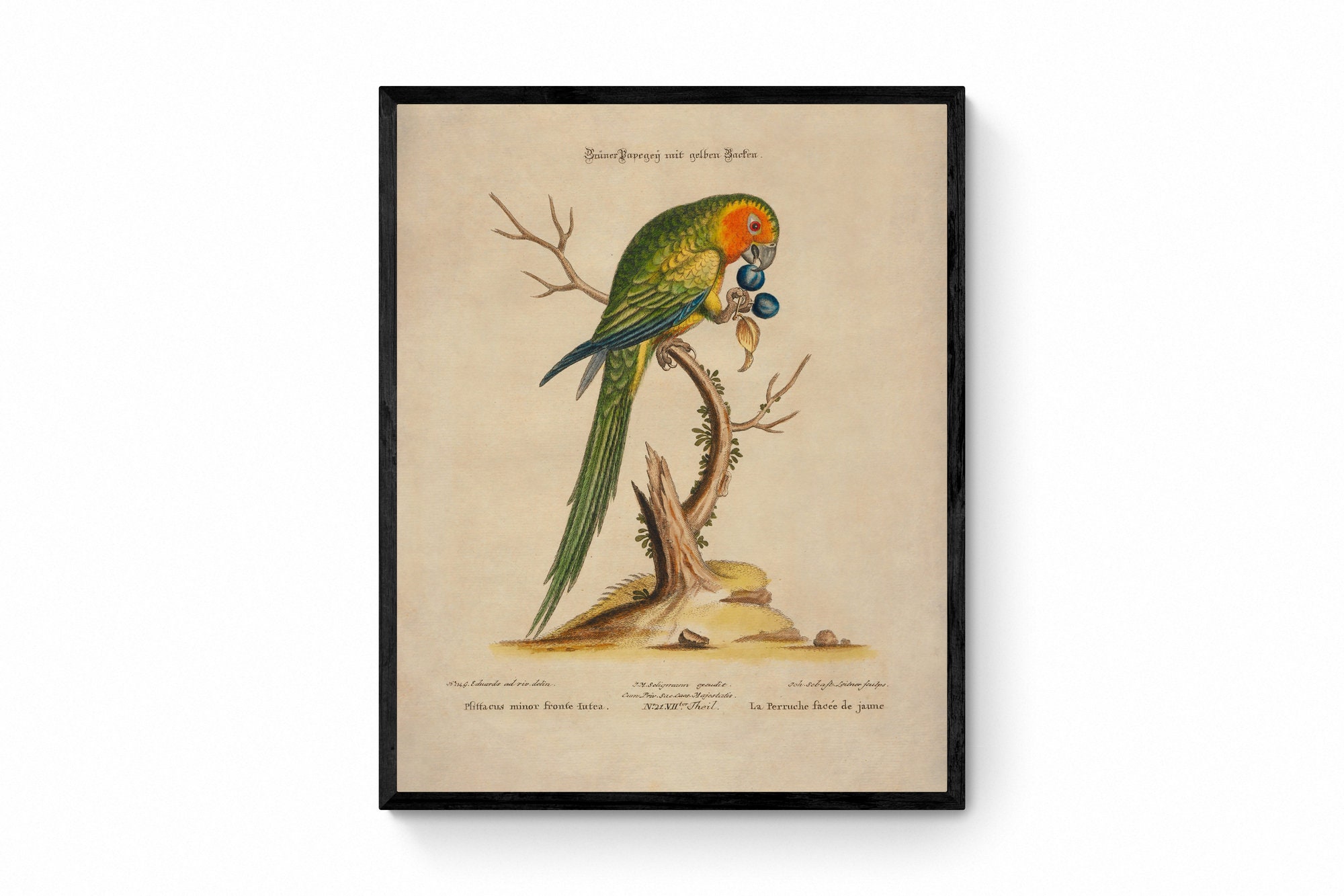 Green Parrot Print - Antique Reproduction - Ornithology - Bird Art