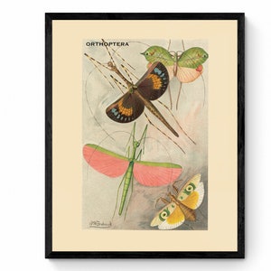 Orthoptera Print - Antique Reproduction - Insect Wall Art - Wildlife Wall Decor - Natural History - Available Framed