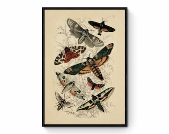 Moth Print dated 1850 - Antique Reproduction - Insect Art - Entomology - Available Framed