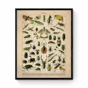 Könnte beinhalten: Gerahmter Vintage-Insekten-Druck mit einer Vielzahl farbenfroher Insekten, darunter Schmetterlinge, Käfer und Libellen. Der Druck ist mit "INSECTES" beschriftet und vor einem cremefarbenen Hintergrund platziert. Der Druck ist in einem schwarzen Rahmen eingefasst.
