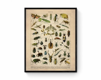 Insect Poster - Antique Reproduction - Larousse - Entomology - Lepidoptera - Natural History - Available Framed
