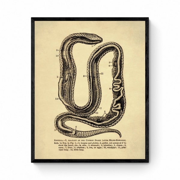 Snake Anatomy - Antique Reproduction - Herpetology - Dissection - Science - Reptile Art - Available Framed